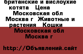 британские и вислоухие котята › Цена ­ 3 000 - Московская обл., Москва г. Животные и растения » Кошки   . Московская обл.,Москва г.
